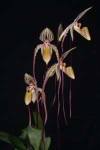 Paph. Kemp Tower 'Huntington' AM 81 pts.